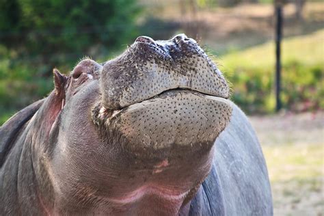 Give Me A Kiss Hippo Photograph by Eti Reid