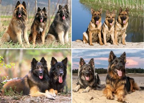 Different Species Of German Shepherd