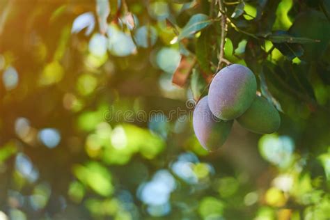 Pink mango fruits stock image. Image of leaves, background - 90776041