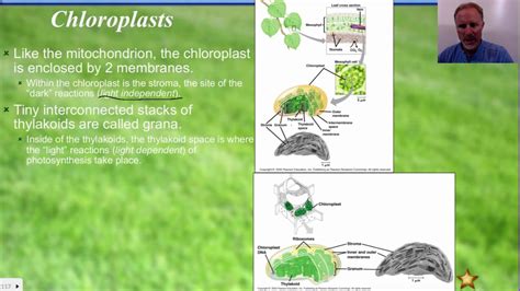 Chapter 10 Photosynthesis Part I - YouTube