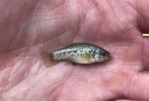 Species #179 — Desert Pupfish – CaughtOvgard