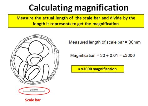 AS biology Ms Timms: magnification & real size