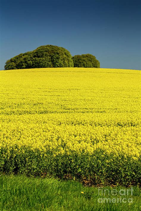 Rapeseed field Photograph by Sheila Smart Fine Art Photography