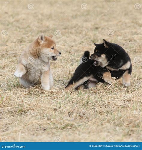 Two Puppies Of Shiba Inu Playing Stock Image - Image: 36524309