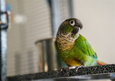 Green Cheeked Conure Care Guide - Diet, Lifespan & More » Petsoid