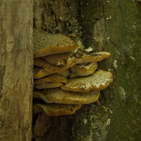 Bread Fungus | I called this Bread Fungus as it looks like s… | Flickr