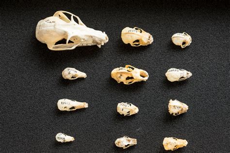 Why Strange Bat Skulls Evolved As They Did | Science 2.0