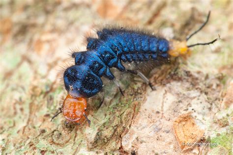 Ground beetle larva by melvynyeo on DeviantArt