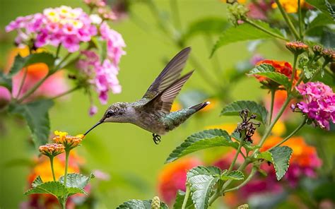 Hummingbird, colorful, bird, pasare, flower, colibri, HD wallpaper | Peakpx