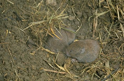 Woodland Vole* | Northwoods Stewardship Center