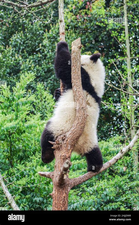 Giant panda, ChengDu panda Base, Sichuan , China Stock Photo - Alamy