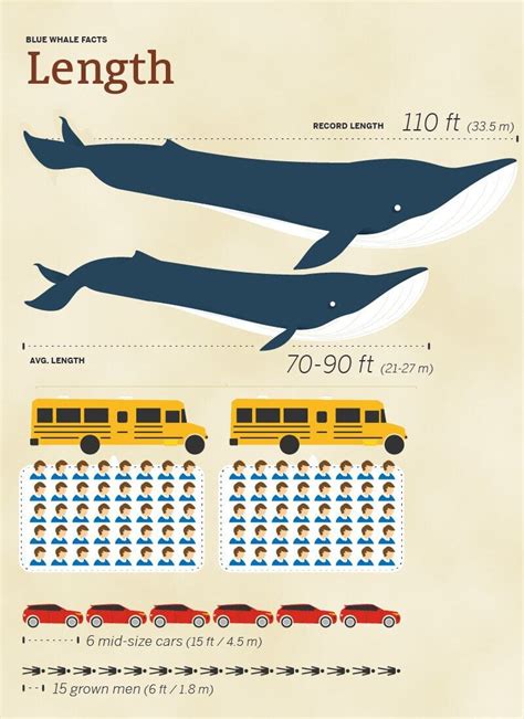 Blue Whale Size Comparison: How Big Are They Compared to Humans?