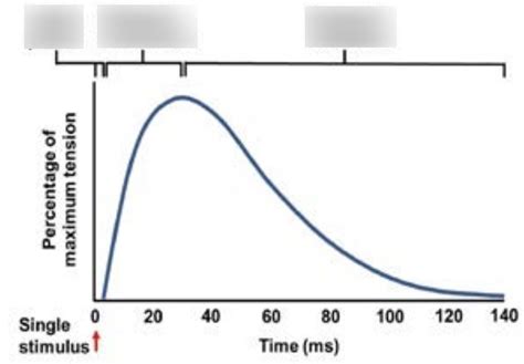 BIOL 319 Lab 6: myogram showing three phases of isometric twitch Diagram | Quizlet