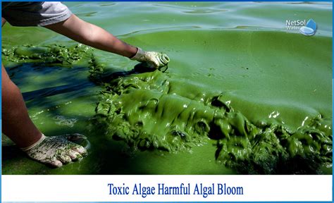 How is algal bloom harmful - Netsol Water