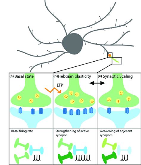 Hebbian and non-Hebbian forms of synaptic plasticity. During basal ...