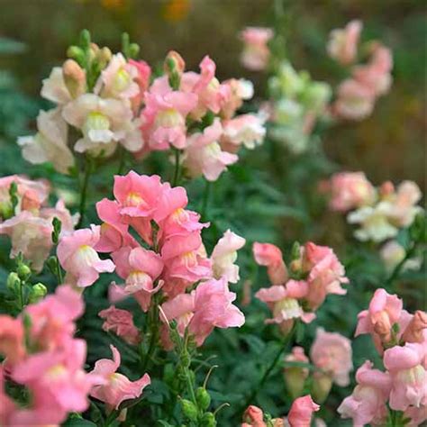 23 of the Best Snapdragon Varieties to Grow at Home