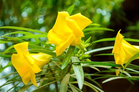 Oleander Tree - Gardenerdy