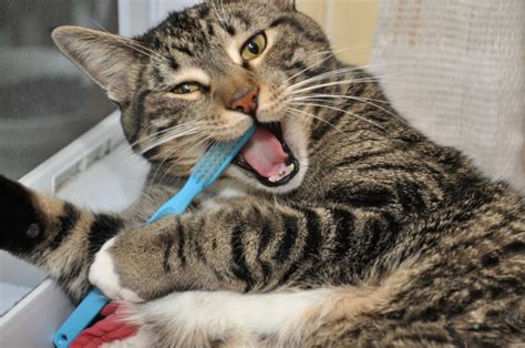 Proper Cat Dental Care: How to Clean Your Cat's Teeth - Mishi Pets