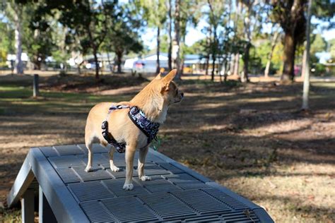 Excitement unleashed for new dog parks – Bundaberg Now