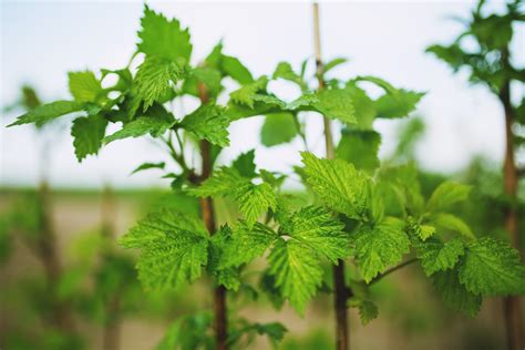 Raspberry Plant Photos, Download The BEST Free Raspberry Plant Stock Photos & HD Images