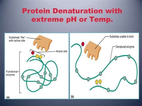 Heat shock proteins