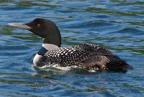 File:Gavia immer -Minocqua, Wisconsin, USA -swimming-8.jpg - Wikipedia