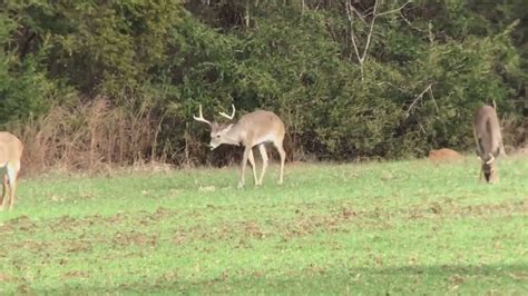 Deer with Chronic Wasting Disease - YouTube