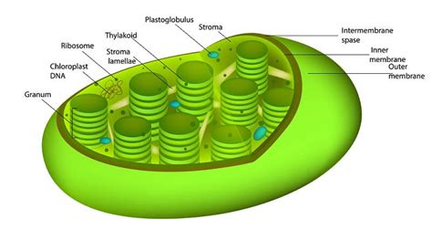 Picture Of Chloroplast And Label The Parts