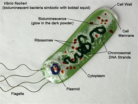 Vibrio Fischeri Bacteria Fused Glass by trilobiteglassworks on DeviantArt