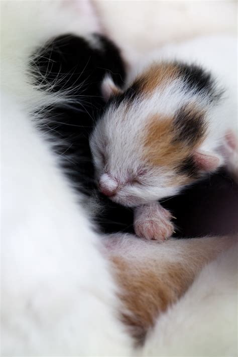 Tiny Kitten Free Stock Photo - Public Domain Pictures