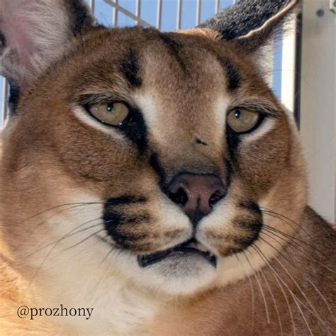 Caracal Gregory's Happy Saturday : Big Floppa in 2022 | Caracal, Funny ...