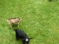 Animals GIF - Find & Share on GIPHY