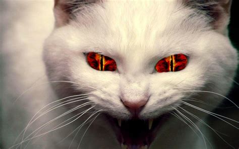 Evil cat by lonewolf9595 on DeviantArt