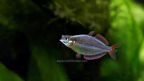 Neon Rainbow Fish | Aquarium Fish India