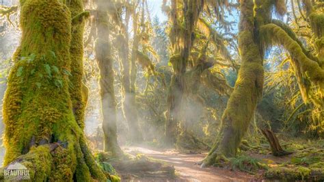 Hall of Mosses Trail, Hoh Rainforest, Olympic National Park, WA