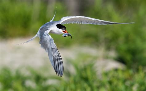 Common Tern | Audubon Field Guide