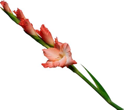 gladiolus png transparent background 29711283 PNG