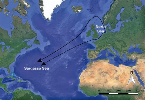 Possible silver eel migration routes from western and northeastern ...