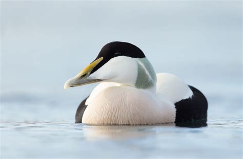 26 Birds in Maine - An Informative and Fun Local Wildlife Guide!