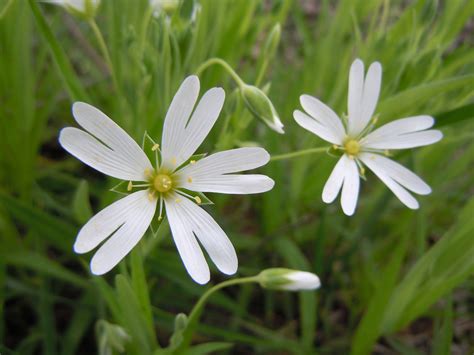 File:Romanian Flora - White flower 02.JPG - Wikimedia Commons