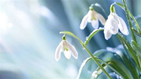 Best snowdrops to grow: our expert picks for a winter garden | Homes & Gardens