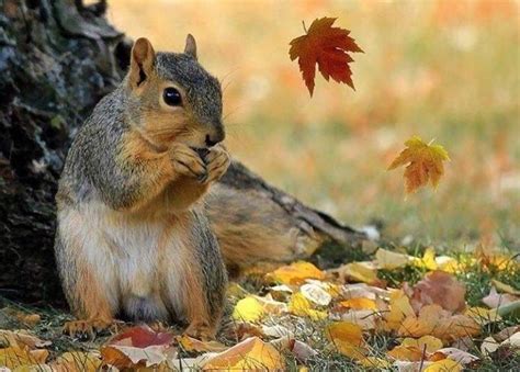 Pin by Gisela Rosenauer on EICHHÖRNCHEN & Verwandte | Squirrel, Fox squirrel, Animals beautiful