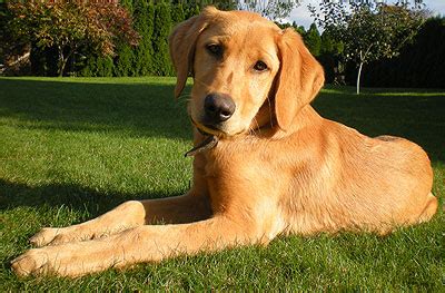 Golden Retriever Lab Mix | [#] Lunawsome