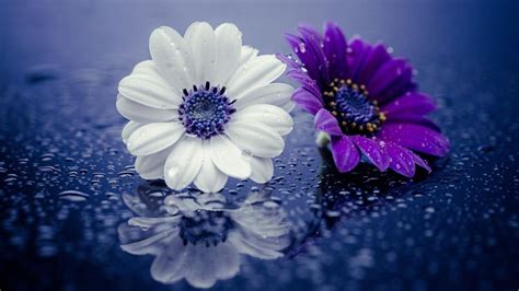 Raindrops and flowers wallpaper #Beautiful #flowers #wallpaper from # ...