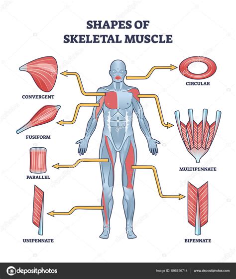 Posterior Skeletal Muscles