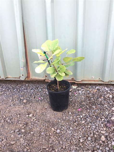 Cotinus Coggygria Golden Spirit - Nishiki Nursery