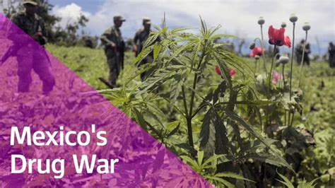 Narco State: Mexico And Its Drugs Problem | World News | Sky News