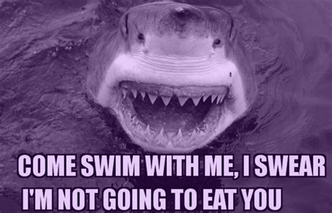 The 25 Funniest Shark Memes | Complex