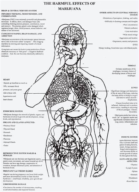 Jamaican Blogs - Free Article Publishing: Marijuana Effects