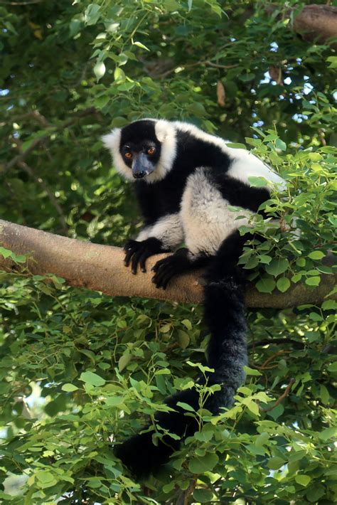 Black-And-White Ruffed Lemur | Reid Park Zoo